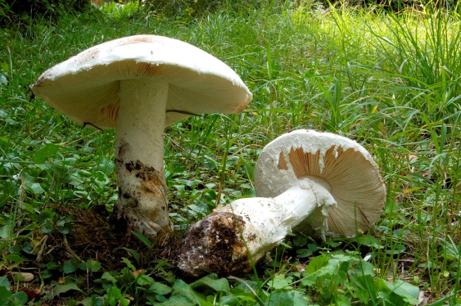 Mattinata a San Rossore